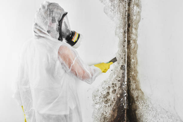 Best Emergency Mold Removal  in North Vacherie, LA