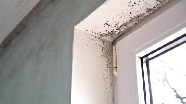 Best Mold Removal Company Near Me  in North Vacherie, LA