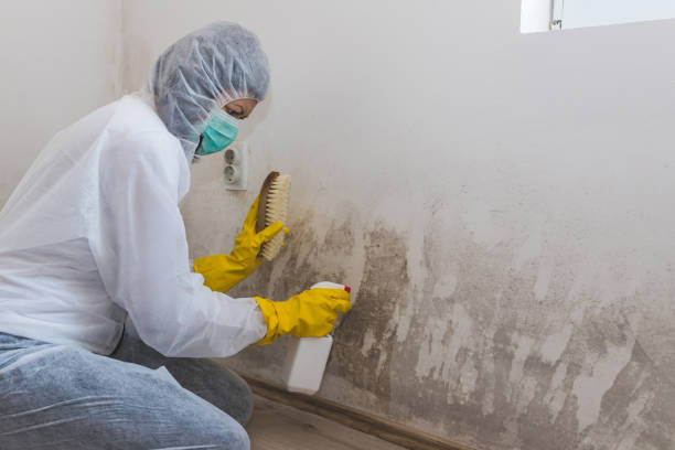 Office Mold Removal Services in North Vacherie, LA