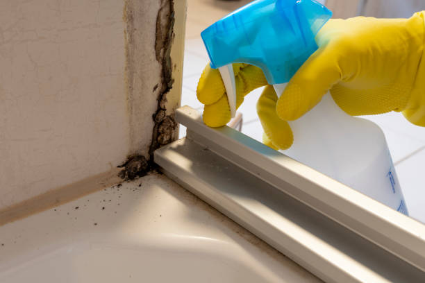 Best Mold Removal Near Me  in North Vacherie, LA