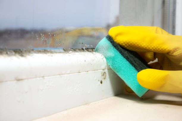 Trusted North Vacherie, LA Mold Removal Experts