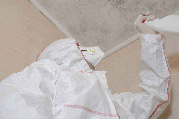 Best Best Mold Removal Companies  in North Vacherie, LA