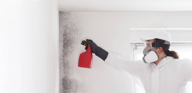 Best Attic Mold Removal  in North Vacherie, LA