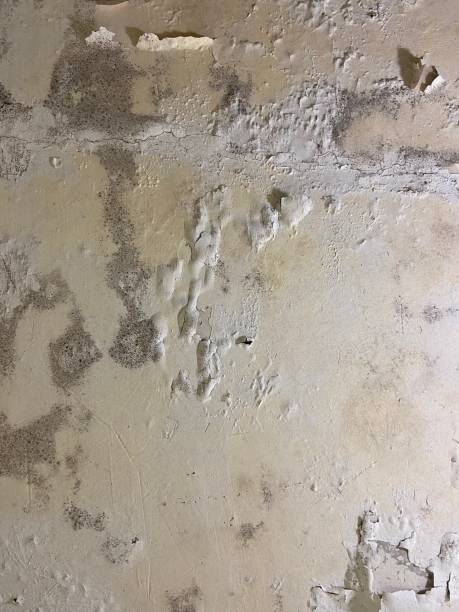 Best Same-Day Mold Removal  in North Vacherie, LA