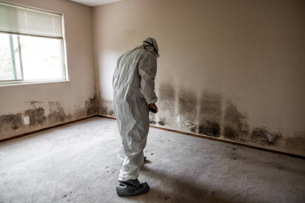 Best Best Mold Removal Companies  in North Vacherie, LA