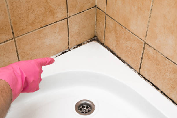 Best Black Mold Removal  in North Vacherie, LA