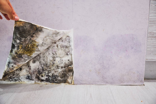 Best Home Mold Removal  in North Vacherie, LA